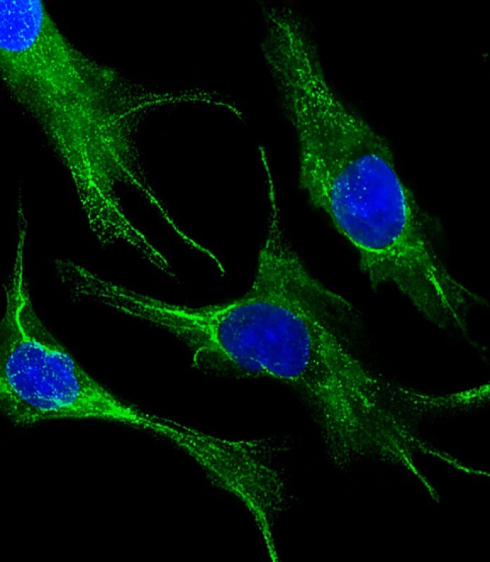 Immunofluorescent analysis of 4% paraformaldehyde-fixed, 0.1% Triton X-100 permeabilized HepG2 cells labeled with KRT19 (979CT14.3.1) Monoclonal Antibody (bsm-51308M) at 1/25 dilution, followed by secondary antibody (green) and nuclear counter stain with DAPI (blue).