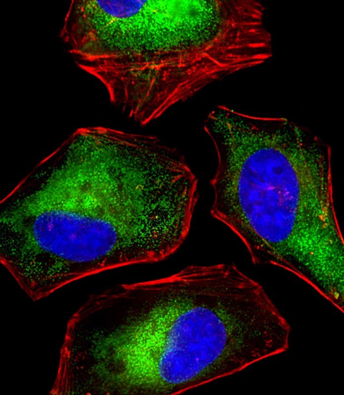 Immunofluorescent analysis of 4% paraformaldehyde-fixed, 0.1% Triton X-100 permeabilized HeLa cells labeled with DENR (2C9) Monoclonal Antibody (bsm-51318M) at 1/25 dilution, followed by secondary antibody (green), cytoplasmic actin staining (red), and nuclear counter stain with DAPI (blue).