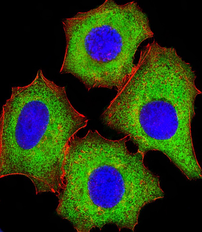 Immunofluorescent analysis of 4% paraformaldehyde-fixed, 0.1% Triton X-100 permeabilized MCF-7 cells labeled with IF4E (4C5) Monoclonal Antibody (bsm-51305M) at 1/25 dilution, followed by secondary antibody (green), cytoplasmic actin staining (red), and nuclear counter stain with DAPI (blue).