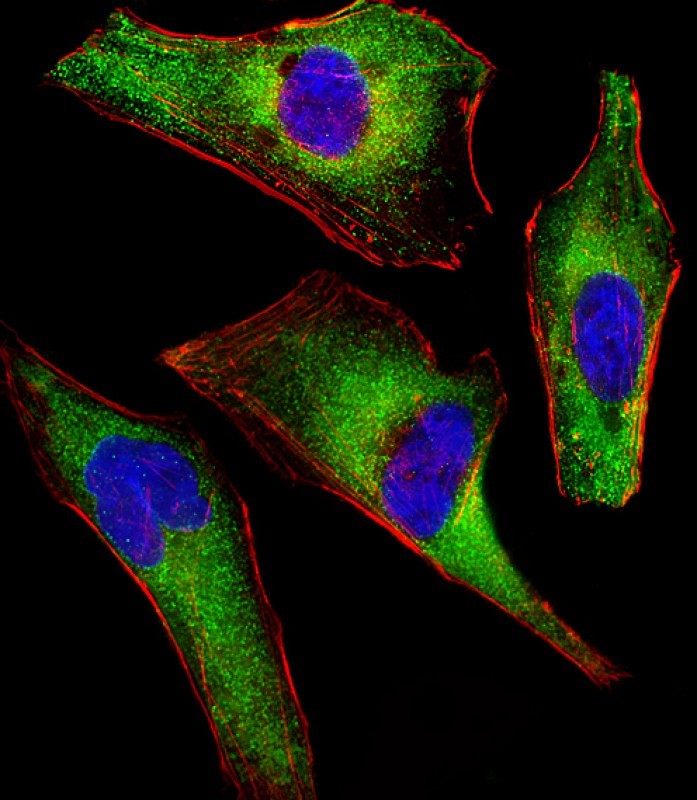 Immunofluorescent analysis of 4% paraformaldehyde-fixed, 0.1% Triton X-100 permeabilized HeLa cells labeled with ATG4A (1458CT808.66.25.69) Monoclonal Antibody (bsm-51292M) at 1/25 dilution, followed by secondary antibody (green), cytoplasmic actin staining (red), and nuclear counter stain with DAPI (blue).