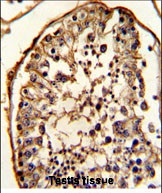 Paraformaldehyde-fixed, paraffin embedded human testis tissue; Antigen retrieval by boiling in sodium citrate buffer (pH6.0) for 15min; Block endogenous peroxidase by 3% hydrogen peroxide for 15 minutes; Blocking buffer (3% BSA) at room temperature for 30min; Antibody incubation with TBB5 (7D3) Monoclonal Antibody (bsm-51387M) at 1:50 for 1 hour at 37°C, followed by a conjugated secondary antibody for 20 minutes and DAB staining.