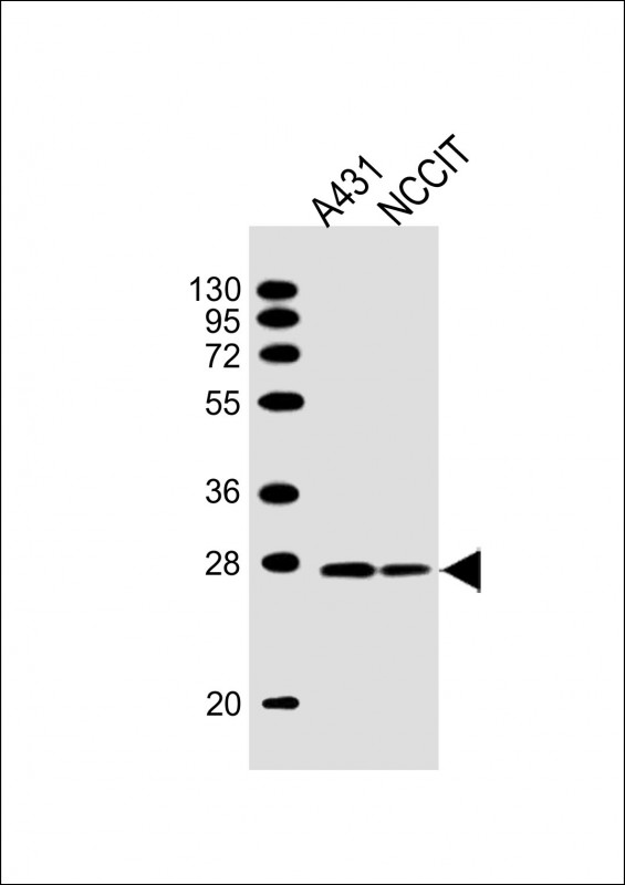 Lane 1: A431 Cell lysates; Lane 2: NCCIT Cell lysates; probed with BAP31 (2C6) Monoclonal Antibody, unconjugated (bsm-51442M) at 1:2000 overnight at 4°C followed by a conjugated secondary antibody for 60 minutes at 37°C.