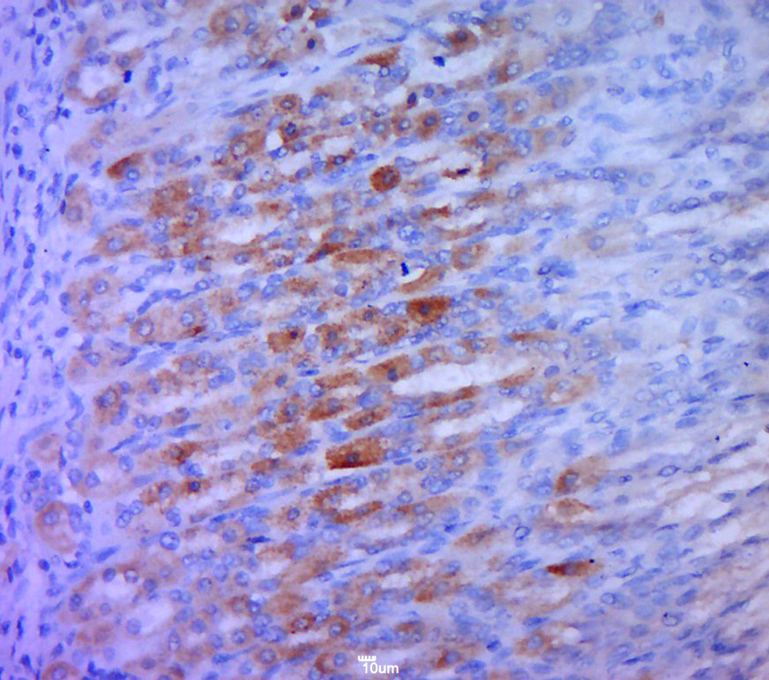 Paraformaldehyde-fixed, paraffin embedded rat stomach; Antigen retrieval by boiling in sodium citrate buffer (pH6.0) for 15min; Block endogenous peroxidase by 3% hydrogen peroxide for 20 minutes; Blocking buffer (normal goat serum) at 37°C for 30min; Antibody incubation with TMEM173 Polyclonal Antibody, Unconjugated (bs-8335R) at 1:400 overnight at 4°C, followed by a conjugated secondary for 20 minutes and DAB staining. _x000D_ _x000D_