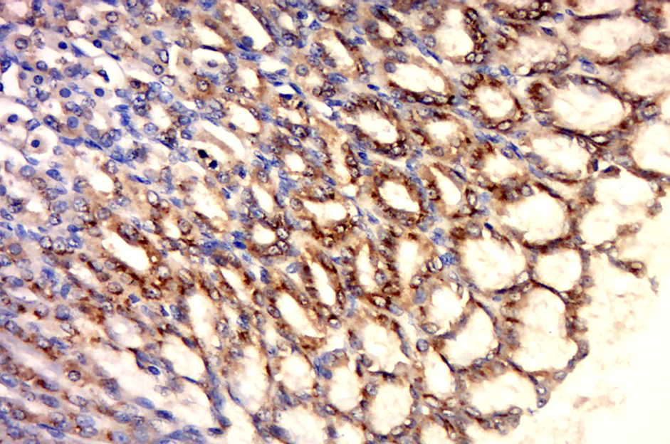 Paraformaldehyde-fixed, paraffin embedded rat stomach; Antigen retrieval by boiling in sodium citrate buffer (pH6.0) for 15min; Block endogenous peroxidase by 3% hydrogen peroxide for 20 minutes; Blocking buffer (normal goat serum) at 37°C for 30min; Antibody incubation with HSP60 Polyclonal Antibody, Unconjugated (bs-0191R) at 1:500 overnight at 4°C, followed by a conjugated secondary (sp-0023) for 20 minutes and DAB staining.