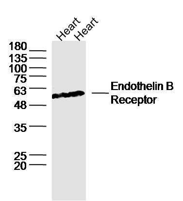 Lane 1: Rat heart lysates; Lane 2: Mouse heart lysates probed with ETBR/Endothelin B Receptor Polyclonal Antibody, unconjugated (bs-4198R) at 1:300 overnight at 4°C followed by a conjugated secondary antibody for 60 minutes at 37°C.