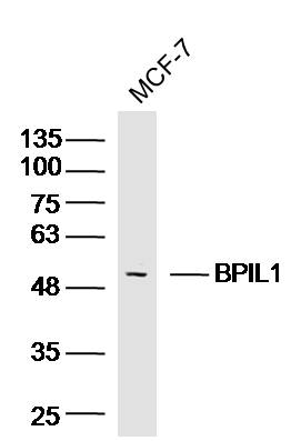 MCF-7 Cell lysates probed with BPIL1 Polyclonal Antibody, unconjugated (bs-8423R) at 1:300 overnight at 4°C followed by a conjugated secondary antibody for 60 minutes at 37°C.