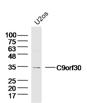 Lane 1: U2-OS lysates probed with C9orf30 Polyclonal Antibody, Unconjugated (bs-15326R) at 1:300 overnight at 4˚C. Followed by a conjugated secondary antibody at 1:20000 for 60 min at 37˚C.