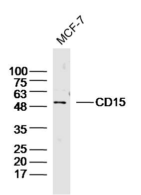 Lane 1: MCF-7 lysates probed with CD15/Fut4/SSEA-1 Polyclonal Antibody, Unconjugated (bs-1702R) at 1:300 overnight at 4˚C. Followed by a conjugated secondary antibody at 1:20000 for 60 min at 37˚C. Lane 1: MCF-7 lysates probed with CD15/Fut4/SSEA-1 Polyclonal Antibody, Unconjugated (bs-1702R) at 1:300 overnight at 4˚C. Followed by a conjugated secondary antibody at 1:20000 for 60 min at 37˚C.