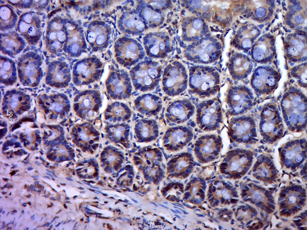 Paraformaldehyde-fixed, paraffin embedded mouse small intestine; Antigen retrieval by boiling in sodium citrate buffer(pH6) for 15min; Block endogenous peroxidase by 3% hydrogen peroxide for 30 minutes; Blocking buffer (normal goat serum) at 37°C for 20min; Antibody incubation with Rabbit Anti-PAG1 Polyclonal Antibody, Unconjugated (bs-13695R) at 1:400 overnight at 4°C, followed by a conjugated secondary and DAB staining