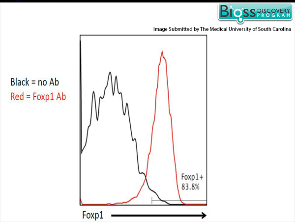 Pmel-1 splenocytes were stained with RABBIT ANTI-FOXP1 POLYCLONAL ANTIBODY, CONJUGATED (bs-1275R-A647). Accuri C6 flow cytometer was used for data acquisition