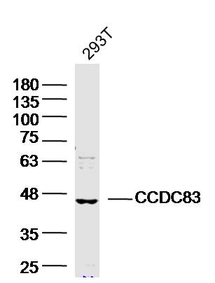 293T Cell lysates probed with CCDC83 Polyclonal Antibody, unconjugated (bs-8139R) at 1:300 overnight at 4°C followed by a conjugated secondary antibody for 60 minutes at 37°C.