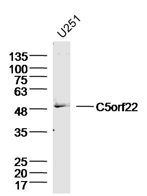 U251 Cell lysates probed with C5orf22 Polyclonal Antibody, unconjugated (bs-15200R) at 1:300 overnight at 4°C followed by a conjugated secondary antibody for 60 minutes at 37°C.