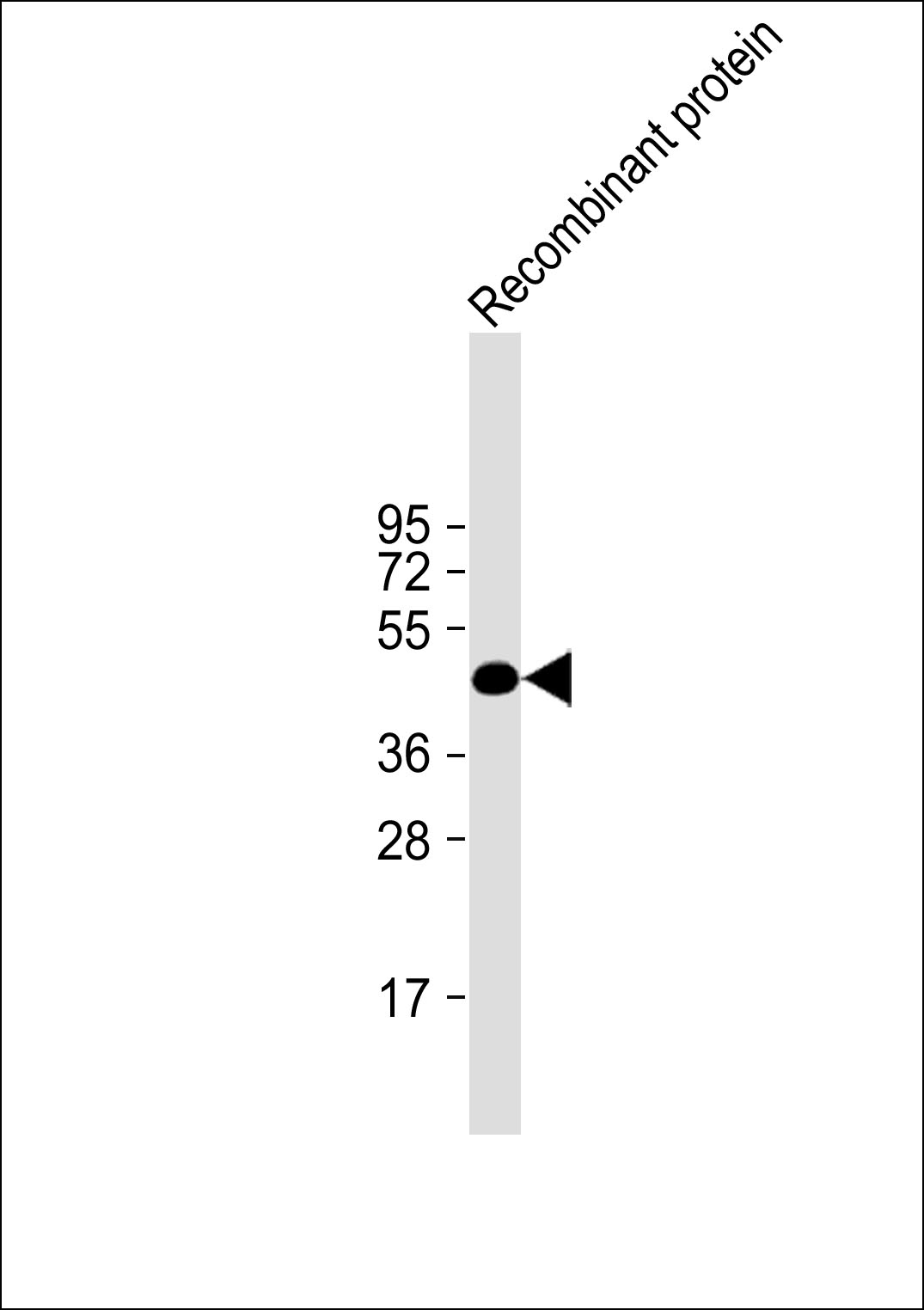 H1L recombinant protein probed with H1L (20C14) Monoclonal Antibody, unconjugated (bsm-51008M) at 1:500 dilution and incubated overnight at 4°C followed by a conjugated secondary antibody for 60 minutes at 37°C.