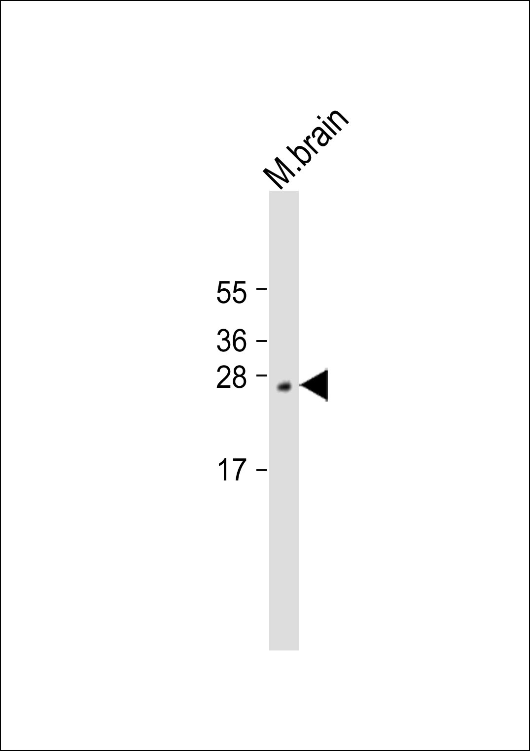 Mouse brain lysates probed with LXN (199CT6.1.2) Monoclonal Antibody, unconjugated (bsm-51051M) at 1:1000 overnight at 4°C followed by a conjugated secondary antibody for 60 minutes at 37°C.