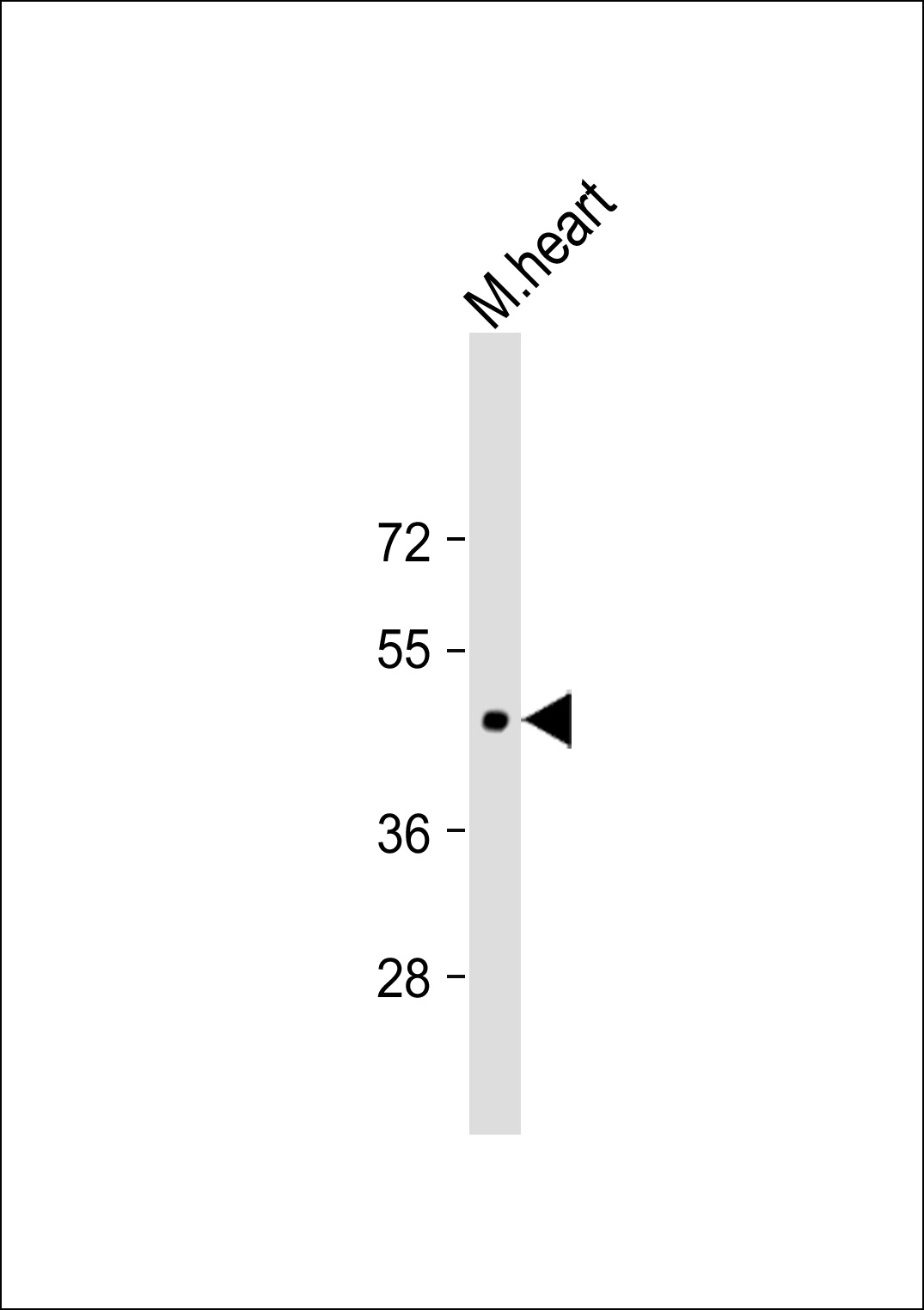 Mouse heart lysates probed with MAPK3 (7C2) Monoclonal Antibody, unconjugated (bsm-51092M) at 1:1000 overnight at 4°C followed by a conjugated secondary antibody for 60 minutes at 37°C.