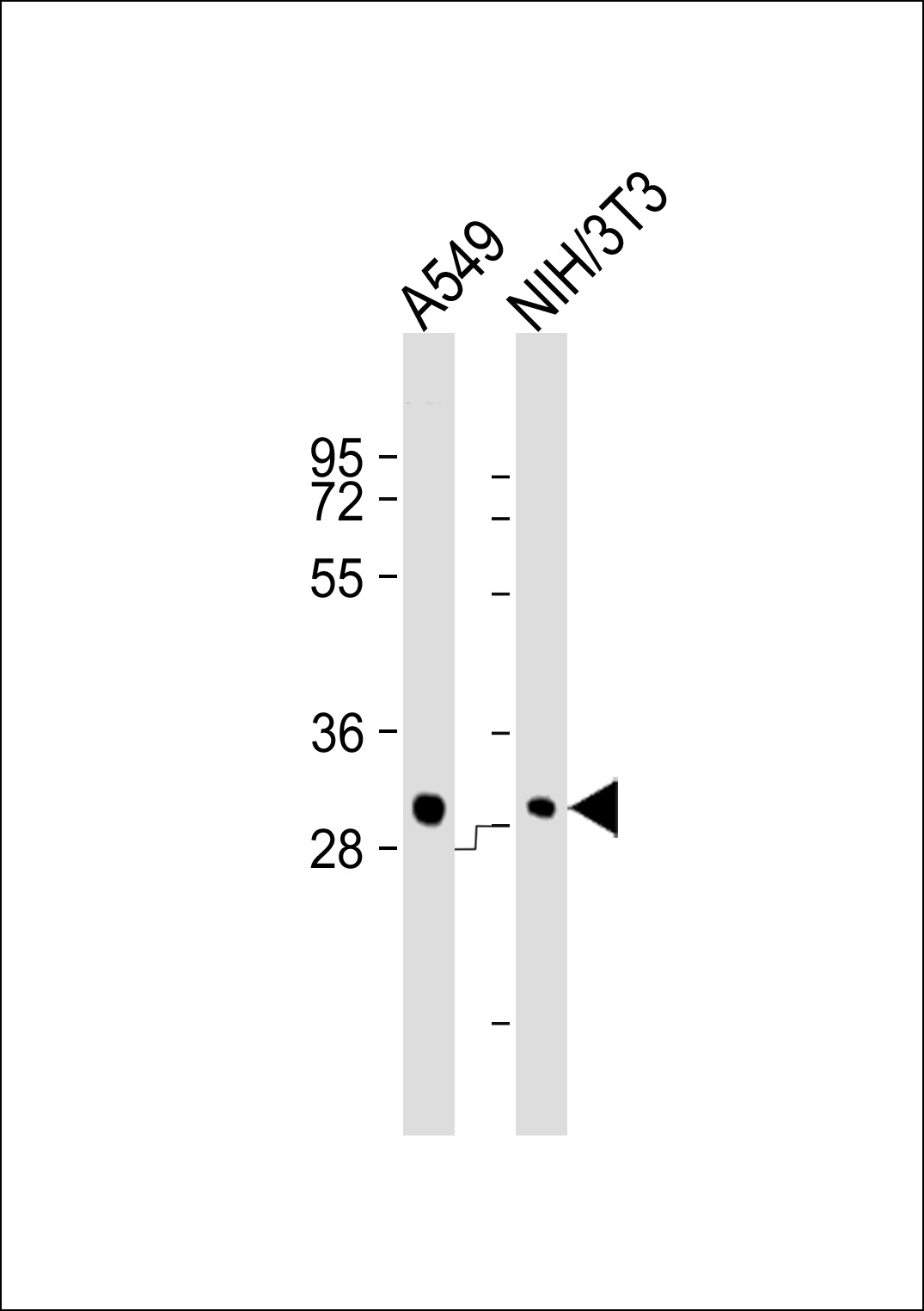 Lane 1: A549 Cell lysates; Lane 2: NIH/3T3 Cell lysates; probed with THAP11 (364CT25.4.2) Monoclonal Antibody, unconjugated (bsm-51114M) at 1:1000 overnight at 4°C followed by a conjugated secondary antibody for 60 minutes at 37°C.