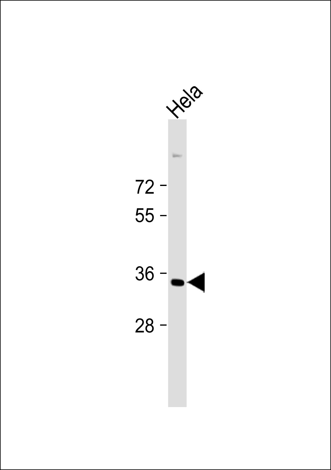 HeLa cell lysates; probed with STRA8 (526CT11.1.5) Monoclonal Antibody, unconjugated (bsm-51172M) at 1:1000 overnight at 4°C followed by a conjugated secondary antibody for 60 minutes at 37°C.
