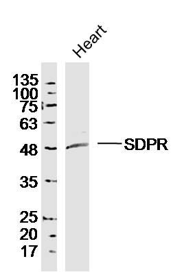Mouse heart lysates probed with SDPR Polyclonal Antibody, unconjugated (bs-19605R) at 1:300 overnight at 4°C followed by a conjugated secondary antibody for 60 minutes at 37°C.