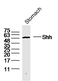 Mouse stomach lysates probed with Shh Polyclonal Antibody, unconjugated (bs-1544R) at 1:300 overnight at 4°C followed by a conjugated secondary antibody for 60 minutes at 37°C.