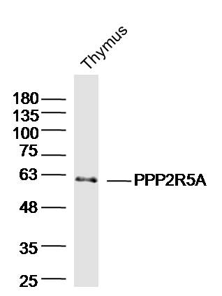 Mouse thymus lysates probed with PPP2R5A Polyclonal Antibody bs-19970R at 1:300 overnight at 4°C followed by a conjugated secondary antibody for 60 minutes at 37°C.