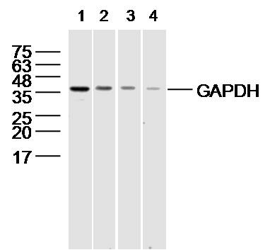 293T cell lysates probed with different dilutions of GAPDH Polyconal Antibody (bs-10900R). Lane 1: 1:2000; Lane 2: 1:10,000; Lane 3: 1:40,000, Lane 4: 1:80,000 antibody incubated overnight at 4°C followed by a conjugated secondary antibody for 60 minutes at 37°C.