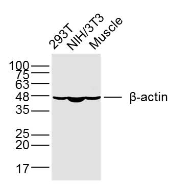 Lane 1: 293T; Lane 2: NIH\/3T3; Lane 3: mouse muscle lysates probed with beta-Actin (1A2) Monoclonal Antibody (bsm-33036M) at 1:300 overnight at 4\u00b0C followed by a conjugated secondary antibody for 60 minutes at 37\u00b0C.