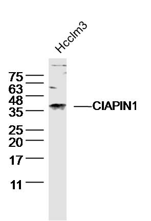 Hcclm3 lysates probed with CIAPIN1 Polyclonal Antibody, unconjugated (bs-5764R) at 1:300 overnight at 4°C followed by a conjugated secondary antibody for 60 minutes at 37°C.
