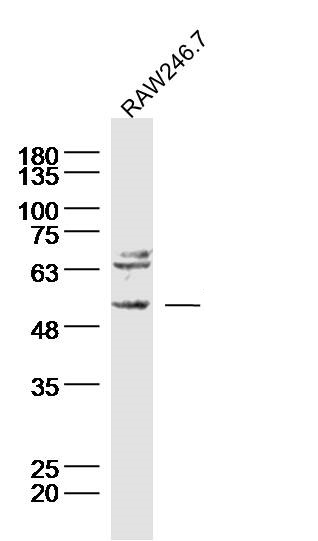 Raw246.7 Cell lysates probed with Neurokinin B receptor Polyclonal Antibody, unconjugated (bs-0166R) at 1:300 overnight at 4°C followed by a conjugated secondary antibody for 60 minutes at 37°C.