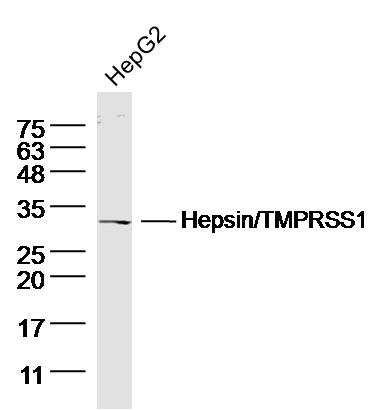 HepG2 Cell lysates probed with Hepsin Polyclonal Antibody, unconjugated (bs-6281R) at 1:300 overnight at 4°C followed by a conjugated secondary antibody for 60 minutes at 37°C.