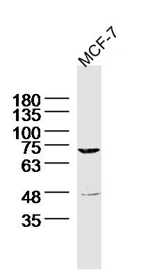 MCF-7 Cell lysates probed with MARCH7 Polyclonal Antibody, unconjugated (bs-9341R) at 1:300 overnight at 4°C followed by a conjugated secondary antibody for 60 minutes at 37°C.