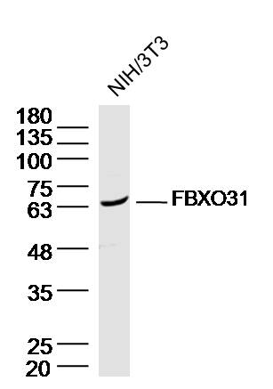 NIH/3T3 Cell lysates probed with FBXO31 Polyclonal Antibody, unconjugated (bs-6006R) at 1:300 overnight at 4°C followed by a conjugated secondary antibody for 60 minutes at 37°C.