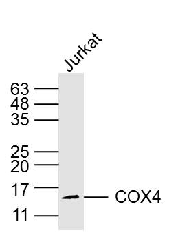 Jurkat cell lysates probed with COX4 (8D8) Monoclonal Antibody, Unconjugated (bsm-33037M) at 1:300 overnight at 4˚C. Followed by a conjugated secondary antibody at 1:20000 for 90 min at 37˚C.