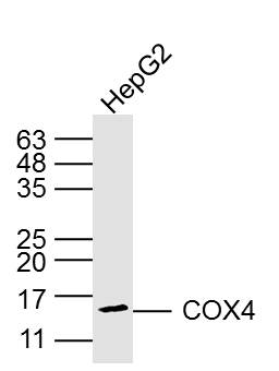 HepG2 cell lysates probed with COX4 (8D8) Monoclonal Antibody, Unconjugated (bsm-33037M) at 1:300 overnight at 4°C. Followed by a conjugated secondary antibody at 1:20000 for 90 min at 37°C.