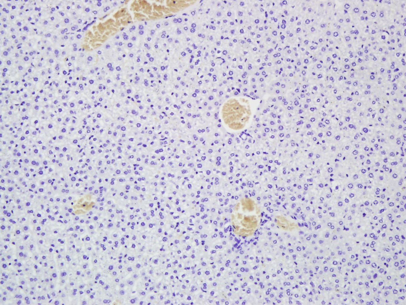 Paraformaldehyde-fixed, paraffin embedded Mouse liver; Antigen retrieval by boiling in sodium citrate buffer (pH6.0) for 15min; Block endogenous peroxidase by 3% hydrogen peroxide for 20 minutes; Blocking buffer (normal goat serum) at 37°C for 30min; Antibody incubation with MEGF10 Polyclonal Antibody, Unconjugated (bs-12372R) at 1:400 overnight at 4°C, followed by a conjugated secondary antibody for 20 minutes and DAB staining.