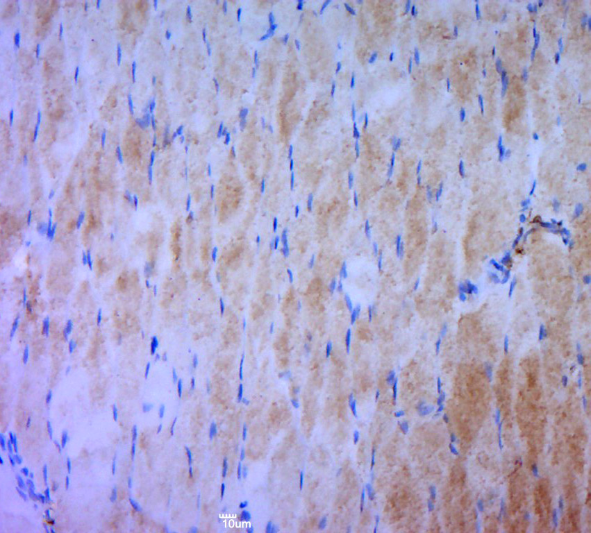 Paraformaldehyde-fixed, paraffin embedded (rat skeletal muscle); Antigen retrieval by boiling in sodium citrate buffer (pH6.0) for 15min; Block endogenous peroxidase by 3% hydrogen peroxide for 20 minutes; Blocking buffer (normal goat serum) at 37°C for 30min; Antibody incubation with (p-MAP4K1(Ser171)) Polyclonal Antibody, Unconjugated (bs5494R) at 1:400 overnight at 4°C, followed by a conjugated secondary (sp-0023) for 20 minutes and DAB staining.