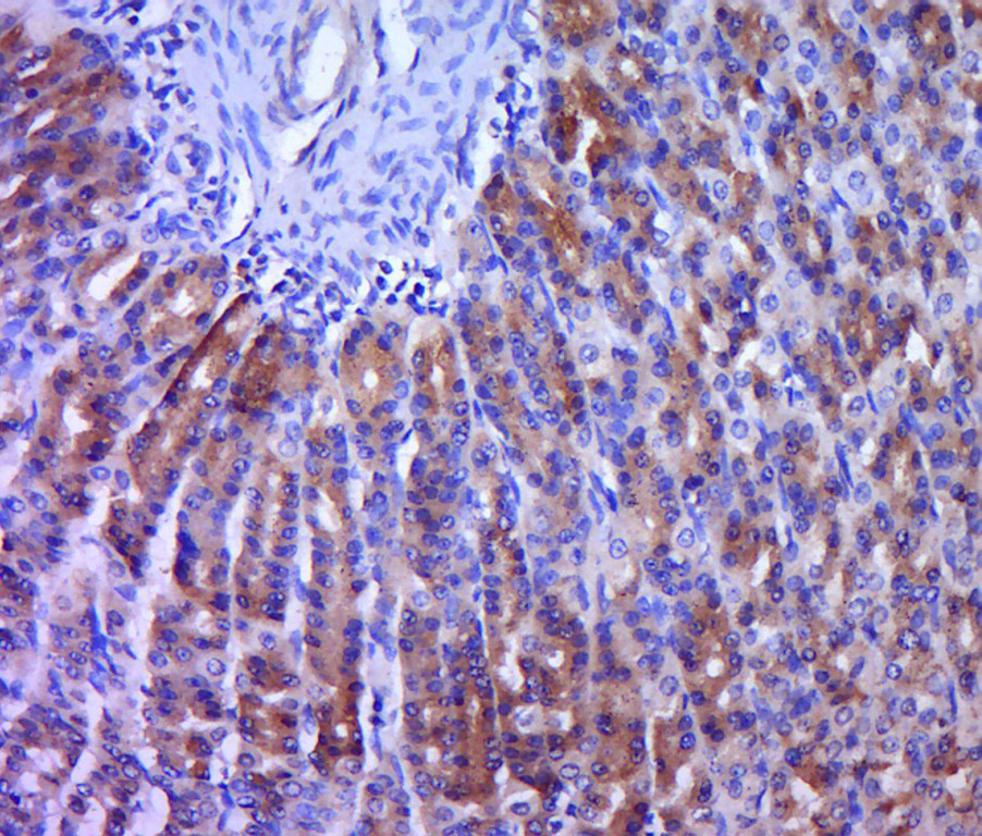 Paraformaldehyde-fixed, paraffin embedded rat stomach; Antigen retrieval by boiling in sodium citrate buffer (pH6.0) for 15min; Block endogenous peroxidase by 3% hydrogen peroxide for 20 minutes; Blocking buffer (normal goat serum) at 37°C for 30min; Antibody incubation with Netrin 1 Polyclonal Antibody, Unconjugated (bs-1858R) at 1:400 overnight at 4°C, followed by a conjugated secondary for 20 minutes and DAB staining.
