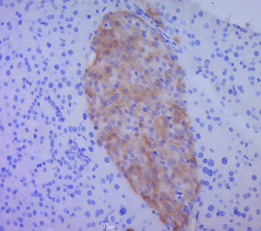 Paraformaldehyde-fixed, paraffin embedded mouse pancreas; Antigen retrieval by boiling in sodium citrate buffer (pH6.0) for 15min; Block endogenous peroxidase by 3% hydrogen peroxide for 20 minutes; Blocking buffer (normal goat serum) at 37°C for 30min; Antibody incubation with BMP4 Polyclonal Antibody, Unconjugated (bs-1374R) at 1:400 overnight at 4°C, followed by a conjugated secondary for 20 minutes and DAB staining.