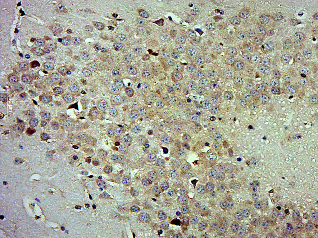 Paraformaldehyde-fixed, paraffin embedded mouse brain; Antigen retrieval by boiling in sodium citrate buffer (pH6.0) for 15min; Block endogenous peroxidase by 3% hydrogen peroxide for 20 minutes; Blocking buffer (normal goat serum) at 37°C for 30min; Antibody incubation with PON1 Polyclonal Antibody, Unconjugated (bs-5107R) at 1:500 overnight at 4°C, followed by a conjugated secondary for 20 minutes and DAB staining.