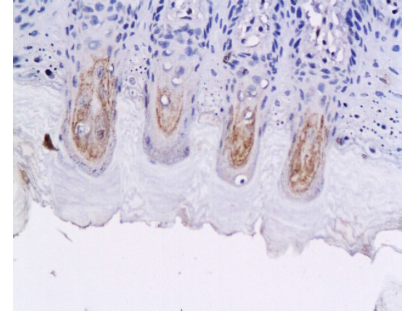 Formalin-fixed and paraffin embedded fungiform papillae of rat tongue labeled with Anti-GLP-1 (7-36) Polyclonal Antibody, Unconjugated(bs-0038R) 1:200 followed by conjugation to the secondary antibody and DAB staining