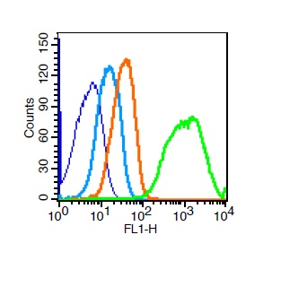 Mouse kidney cells probed with VE Cadherin Polyclonal Antibody, Unconjugated (bs-4310R) at 3ug for 30 minutes followed by incubation with a FITC conjugated secondary (green) for 30 minutes compared to control cells (blue), secondary only (light blue) and isotype control (orange).