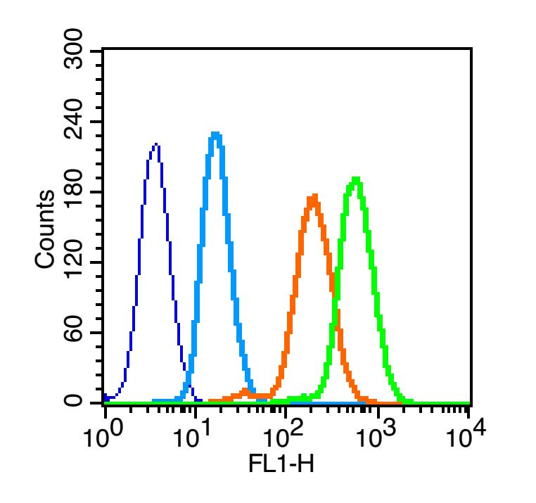 Hela cells probed with ATM Polyclonal Antibody, Unconjugated (bs-1370R)  at 3ug for 30 minutes followed by incubation with a FITC conjugated secondary (green) for 30 minutes compared to control cells (blue), secondary only (light blue) and isotype control (orange).