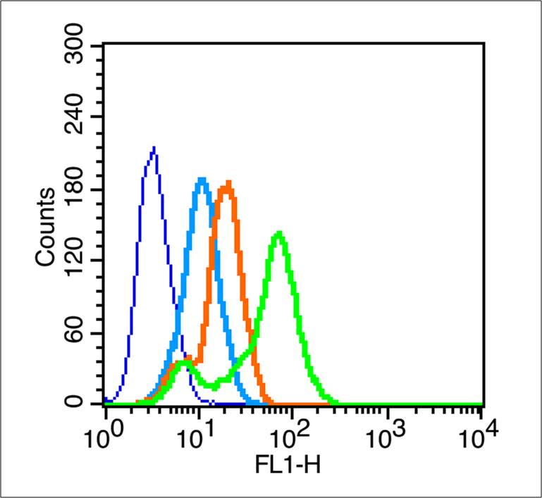 MCF-7 cells probed with CD147 Polyclonal Antibody, Unconjugated (bs-0684R)  at 3ug for 30 minutes followed by incubation with a FITC conjugated secondary (green) for 30 minutes compared to control cells (blue), secondary only (light blue) and isotype control (orange).