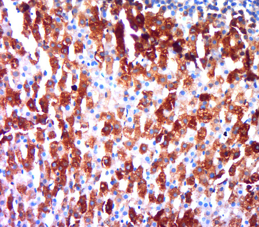 Paraformaldehyde-fixed, paraffin embedded rat adrenal gland; Antigen retrieval by boiling in sodium citrate buffer (pH6.0) for 15min; Block endogenous peroxidase by 3% hydrogen peroxide for 20 minutes; Blocking buffer (normal goat serum) at 37°C for 30min; Antibody incubation with Secretogranin V Polyclonal Antibody, Unconjugated (bs-10762)t 1:400 overnight at 4°C, followed by a conjugated secondary for 20 minutes and DAB staining.