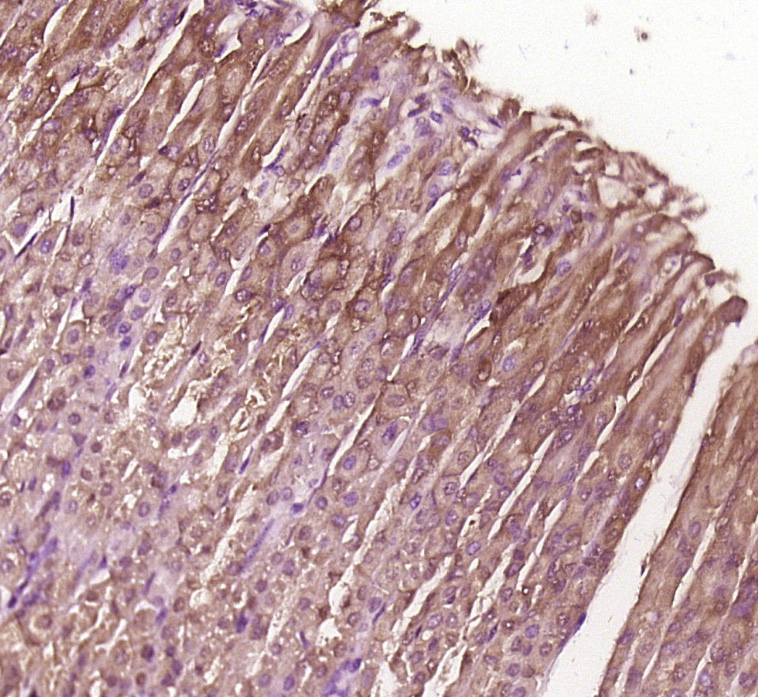 Paraformaldehyde-fixed, paraffin embedded Mouse stomach; Antigen retrieval by boiling in sodium citrate buffer (pH6.0) for 15min; Block endogenous peroxidase by 3% hydrogen peroxide for 20 minutes; Blocking buffer (normal goat serum) at 37°C for 30min; Antibody incubation with BBS8/TTC8 Polyclonal Antibody, Unconjugated (bs-11510R) at 1:400 overnight at 4°C, followed by a conjugated secondary antibody for 20 minutes and DAB staining.