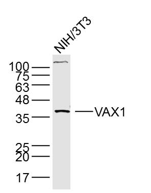 Lane 1: NIH/3T3 lysates probed with Anti –VAX1 Polyclonal Antibody, Unconjugated (bs-11496R) at 1:300 overnight at 4˚C. Followed by a conjugated secondary antibody at 1:5000 for 90 min at 37˚C.