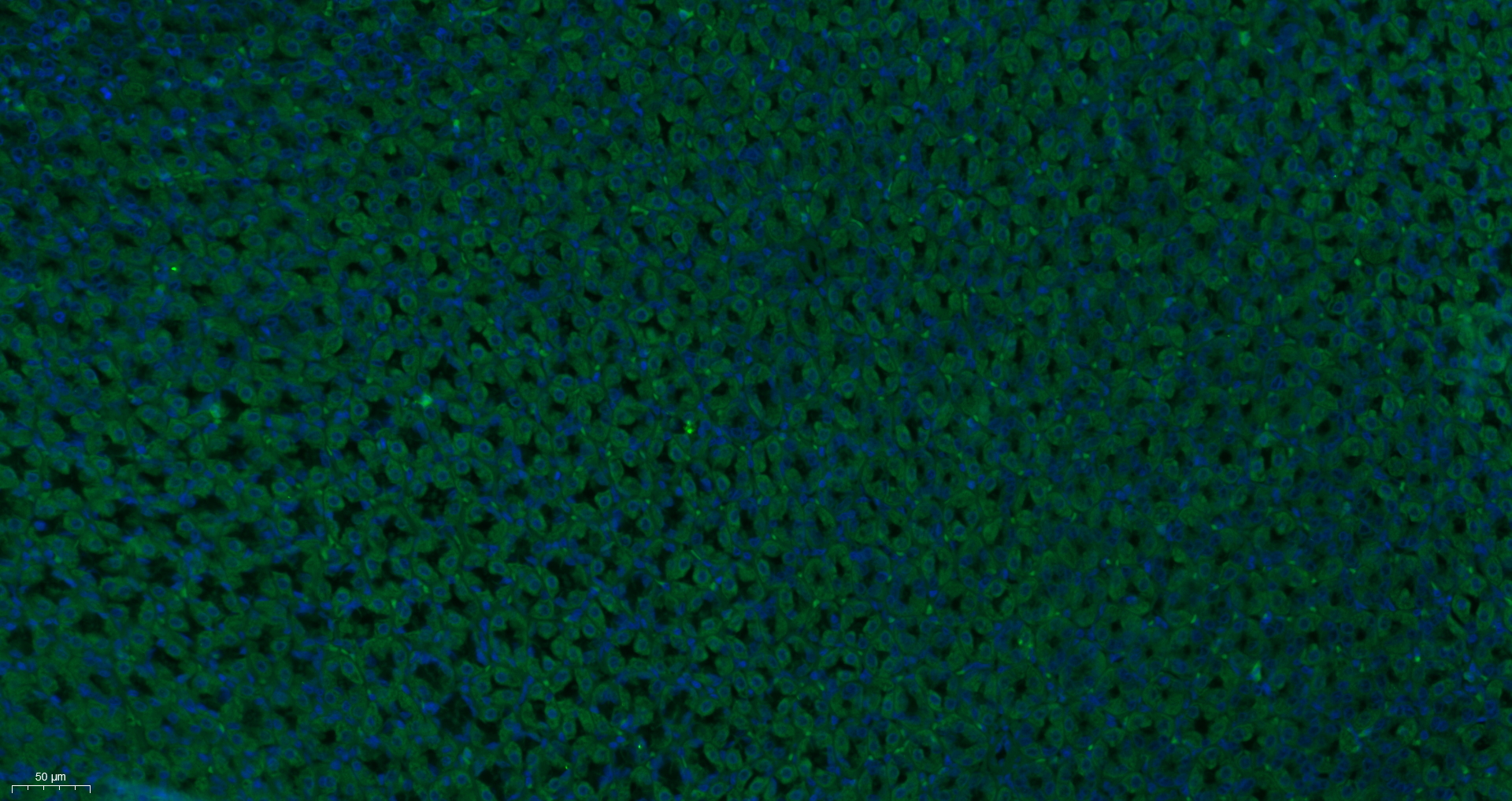 Paraformaldehyde-fixed, paraffin embedded Rat stomach; Antigen retrieval by boiling in sodium citrate buffer (pH6.0) for 15min; Block endogenous peroxidase by 3% hydrogen peroxide for 20 minutes; Blocking buffer (normal goat serum) at 37°C for 30min; Antibody incubation with NFIX Polyclonal Antibody, Unconjugated (bs-11900R) at 1:400 overnight at 4°C, followed by a conjugated secondary antibody for 90 minutes, and DAPI for nuclei staining.