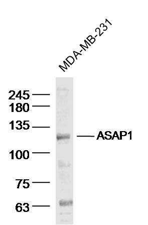 MDA-MB-231 Cell lysates probed with ASAP1 Polyclonal Antibody, unconjugated (bs-4091R) at 1:300 overnight at 4\u00b0C followed by a conjugated secondary antibody for 60 minutes at 37\u00b0C.