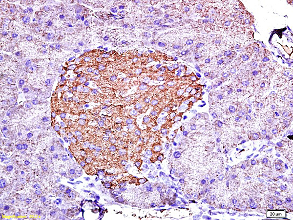 Formalin-fixed and paraffin embedded mouse pancreas labeled with Anti-Insulin Polyclonal Antibody, Unconjugated(bs-0056R) 1:200 followed by conjugation to the secondary antibody and DAB staining