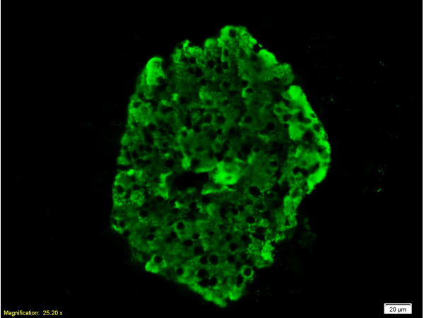 Formalin-fixed and paraffin embedded rat pancreas tissue labeled with Anti-Insulin Polyclonal Antibody, Unconjugated(bs-0056R) 1:200 followed by conjugation to the secondary antibody Goat Anti-Rabbit IgG, FITC conjugated(bs-0295G-FITC)used at 1:200 dilution for 40 minutes at 37°C.