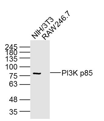 Lane 1: NIH/3T3 Cell lysates; Lane 2: RAW246.7 Cell lysates; probed with PI3K p85 (5C11) Monoclonal Antibody, unconjugated (bsm-33219M) at 1:300 overnight at 4°C followed by a conjugated secondary antibody for 60 minutes at 37°C.